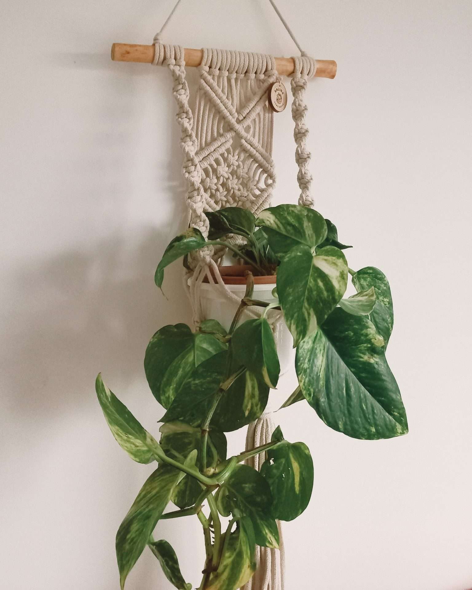Plant Hanger Hera