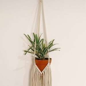 Agave