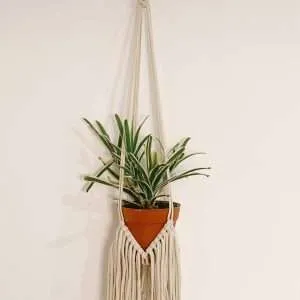 Agave