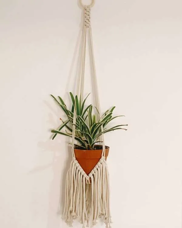 Suporte de vaso em macramé Agave com clorofito num vaso de barro, pendurado numa parede branca