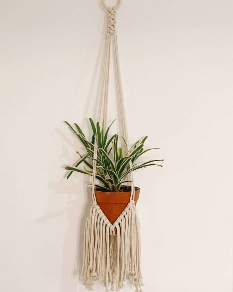 Plant Hanger Agave